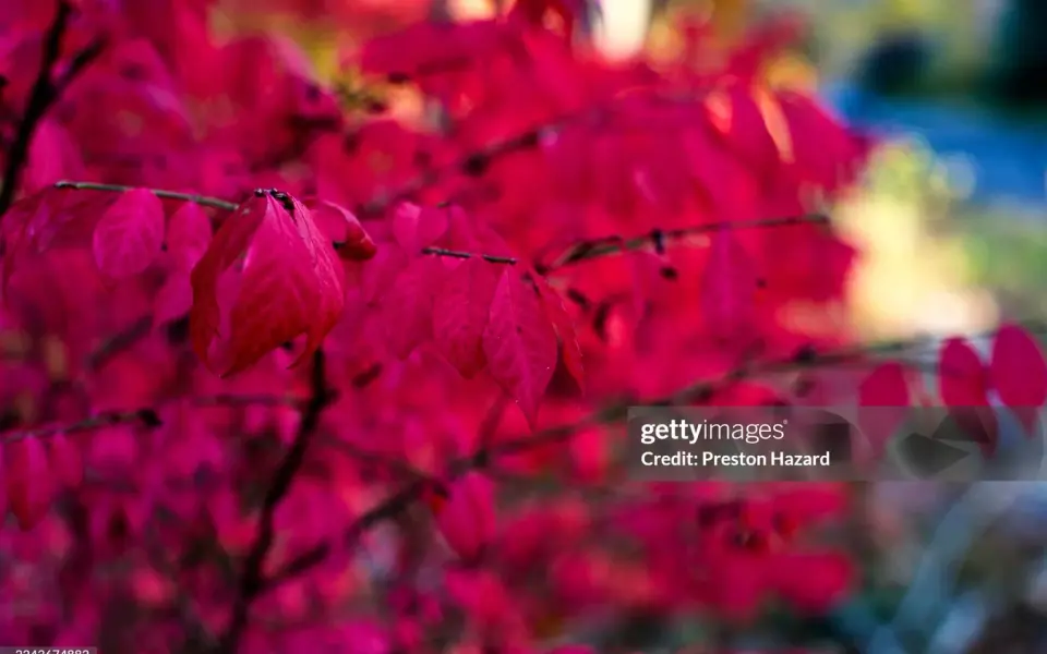 Preston Hazard Photography