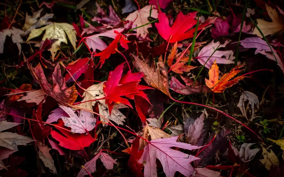 Four B's Photography